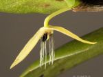 bulbophyllum-nocturnum-fleur