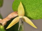bulbophyllum-nocturnum1