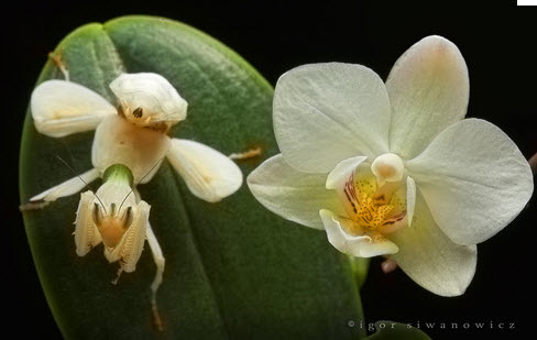 orchid mantis 4