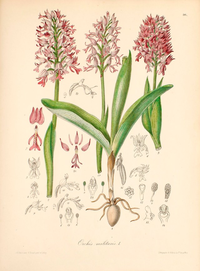 orchid militaris
