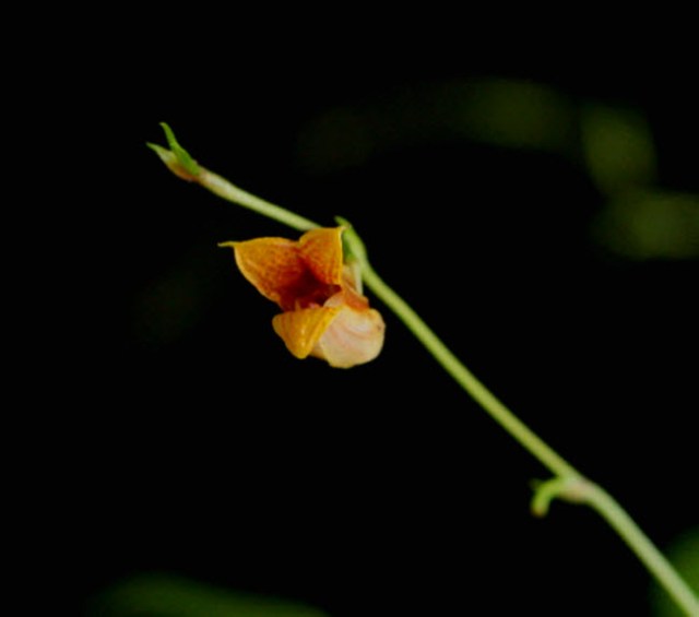 scapho odontochilum 2