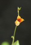 scapho odontochilum 3