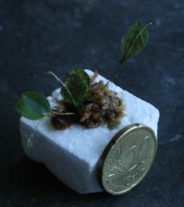 tout petite orchidee