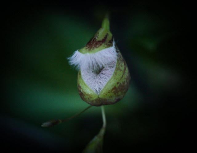Pleurothalis cypripedioideae face