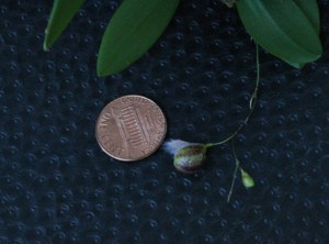 Pleurothalis cypripedioideae peny