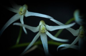 dendro linguiforme 2