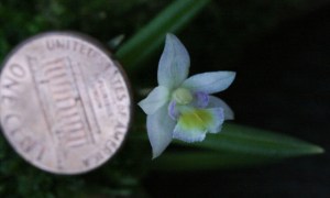 leptote pauloensis peny