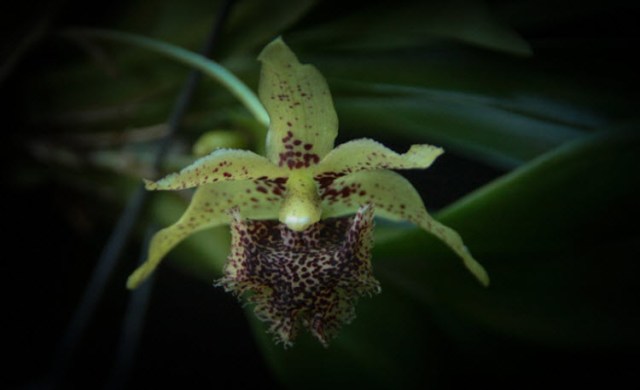 orchid 2