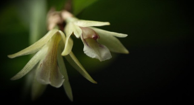 Scaphyglottis bilineata