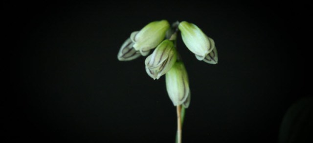 pleurothallis mathildae