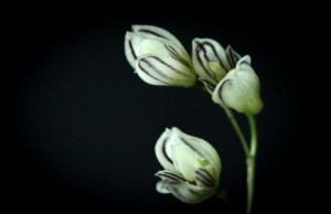 pleurothallis mathildae2