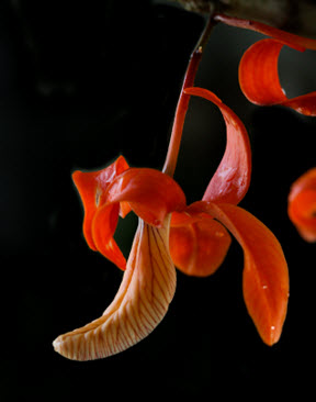 orchid orange 2