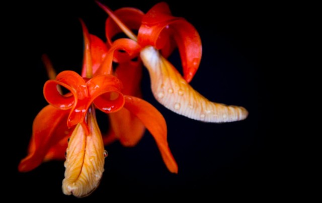 orchid orange 4