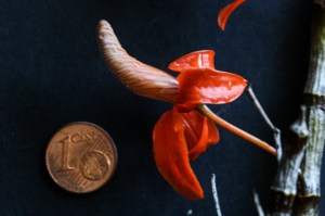 orchid orange cent