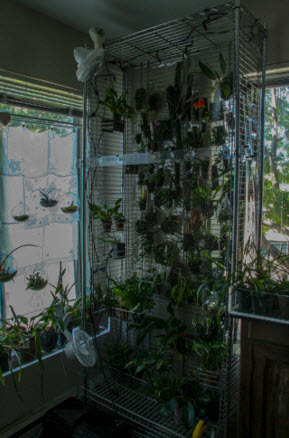 orchid wall new size