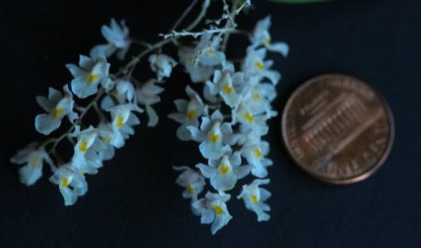 orchid white coin