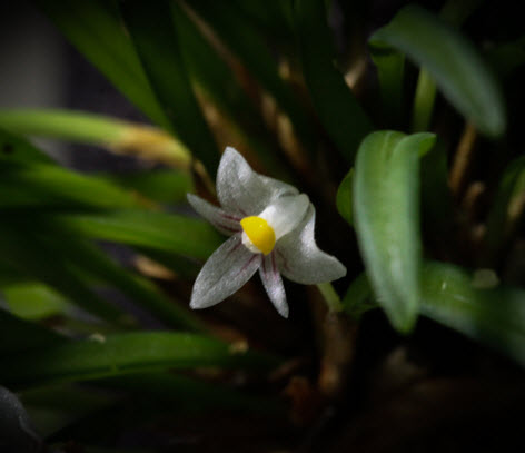 Ceratostylis pleurothallis sp mini Cambodia 1