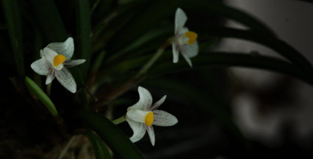 Ceratostylis pleurothallis sp mini Cambodia group 2