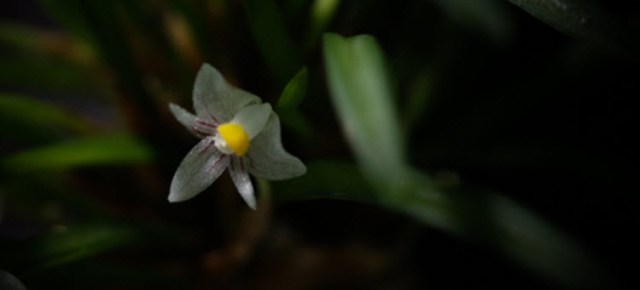 Ceratostylis pleurothallis sp mini Cambodia