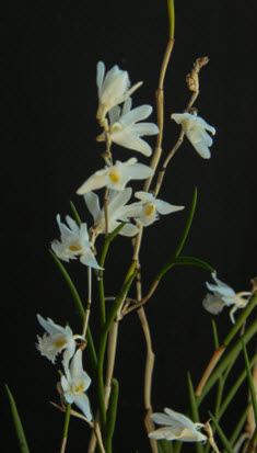 dendro equitans group