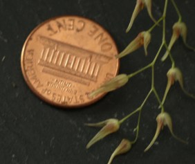 pleurothallis picta penny