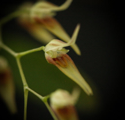 pleurothallis picta zoom