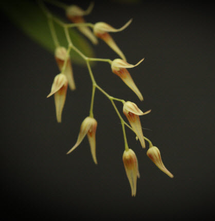 Pleurothallis picta