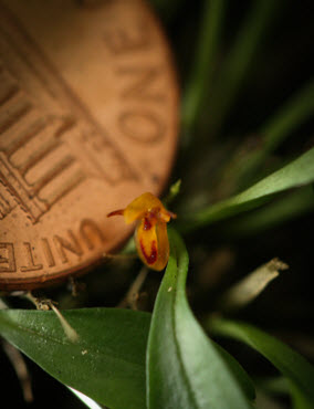 pleurothallis rubella penny