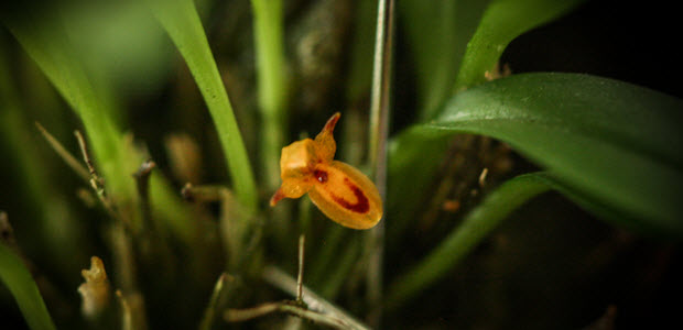 pleurothallis rubella zoom 2