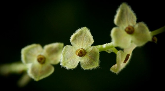 stelis aregentata