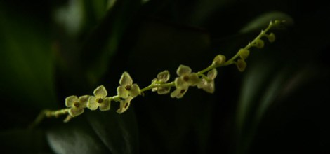 stelis argentata 2