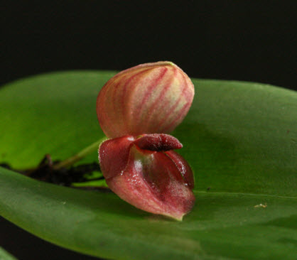 stelis imperialis profile