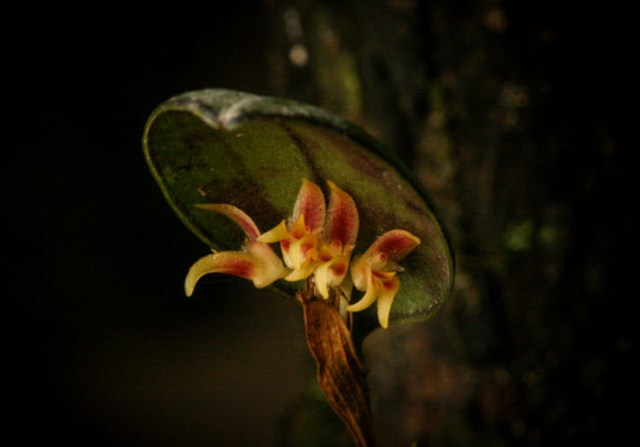 Trichosalpinx rotundata