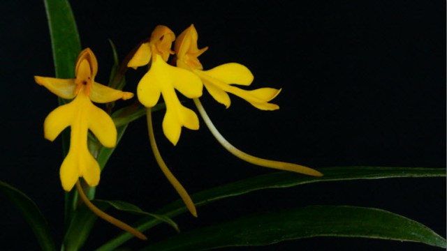 habenaria
