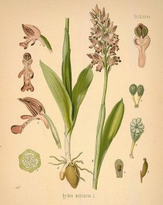 orchis militaris