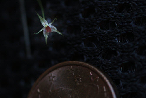 plastystele and penny