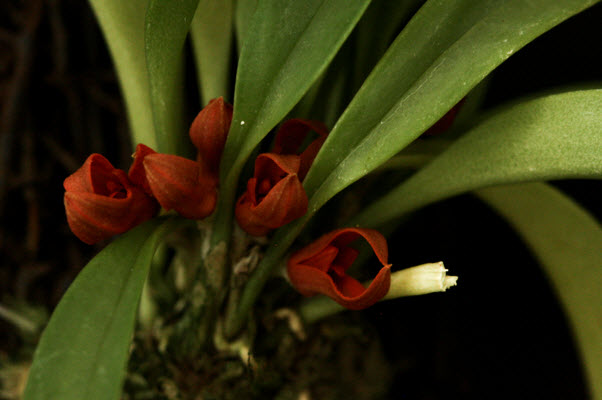 pleurothallis tribuloides 2