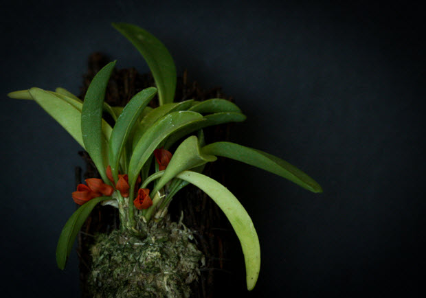 pleurothallis tribuloides