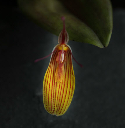 restrepia gutta 2