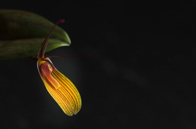 restrepia gutta