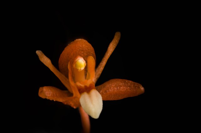 Coelogyne monilirachis-1307