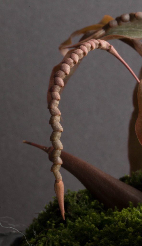 Coelogyne monilirachis-1316