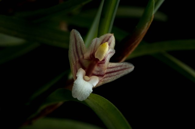 Maxillaria uncata-1211