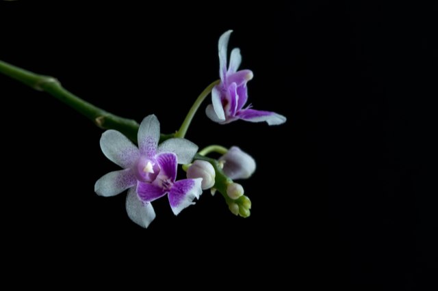 phalaenopsis 1-1206.jpg