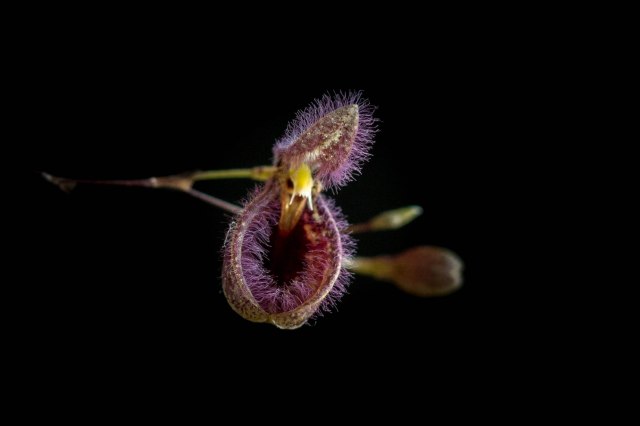 Pleurothallis cypripedioides-1183