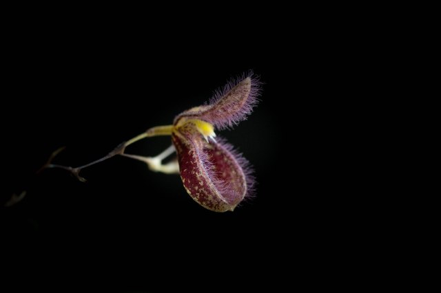 Pleurothallis cypripedioides-1185