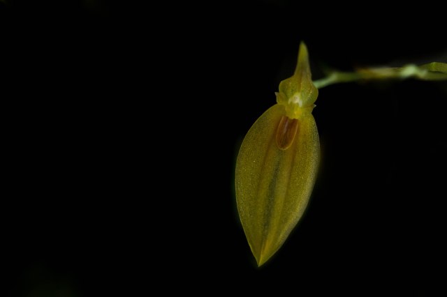 Pleurothallis grobyi -1284