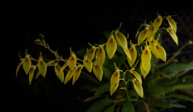 Pleurothallis grobyi -1297
