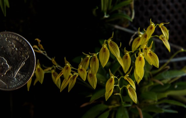 Pleurothallis grobyi -1299