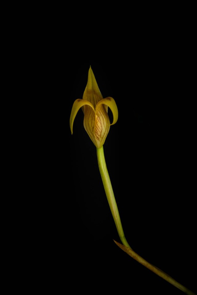 Trigonidium mini species-1304